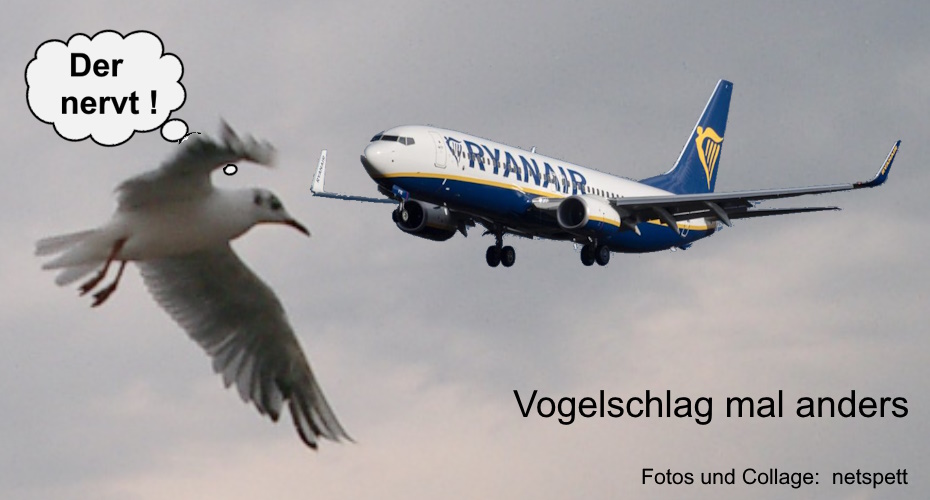 Vogelschlag